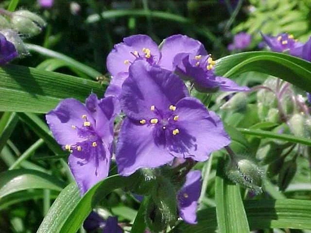 virginia spiderwort.jpeg