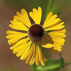 Helenium-flexuosum.jpeg