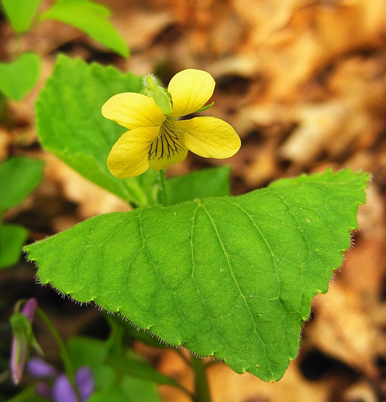viola peubescens.jpeg
