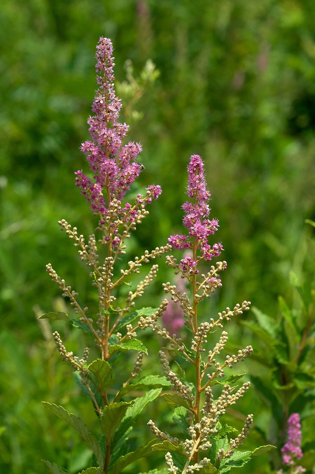 Spiraea tomentosa.jpeg
