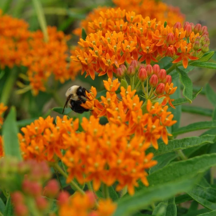 butterfly weed