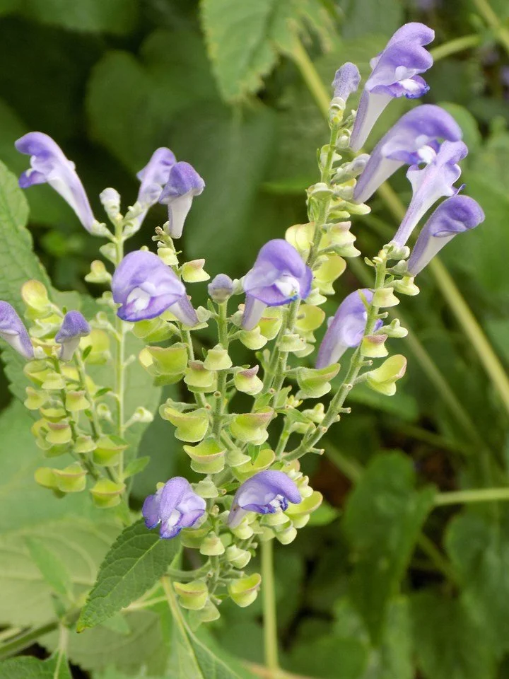 Downy Skullcap 2.jpeg