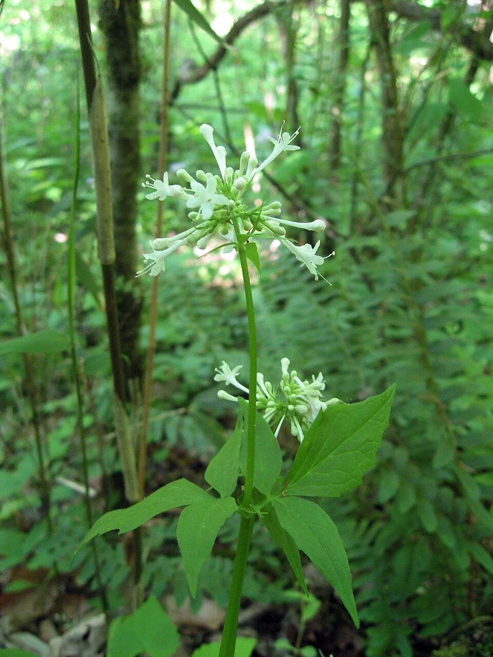 large-flowered valerian - Mason Brock.jpg