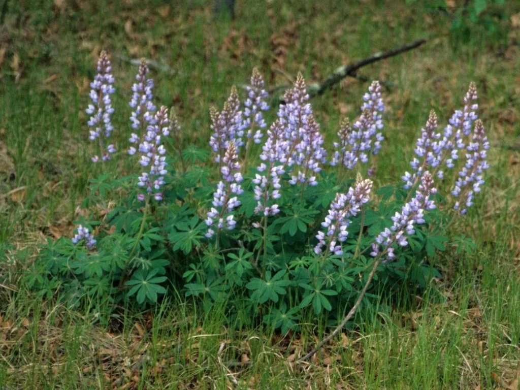 sundial lupine whole plant.jpeg
