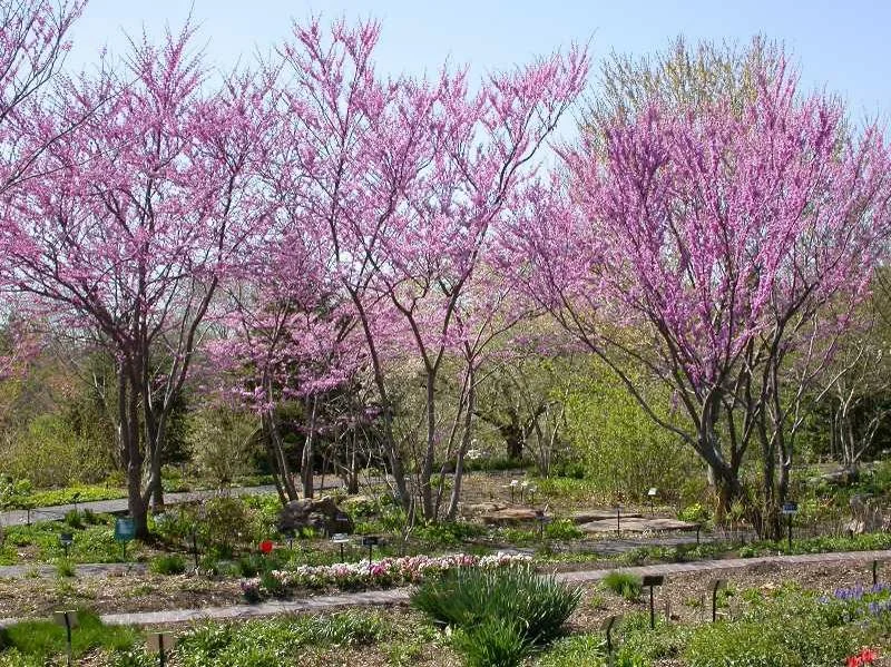 eastern redbud.jpg