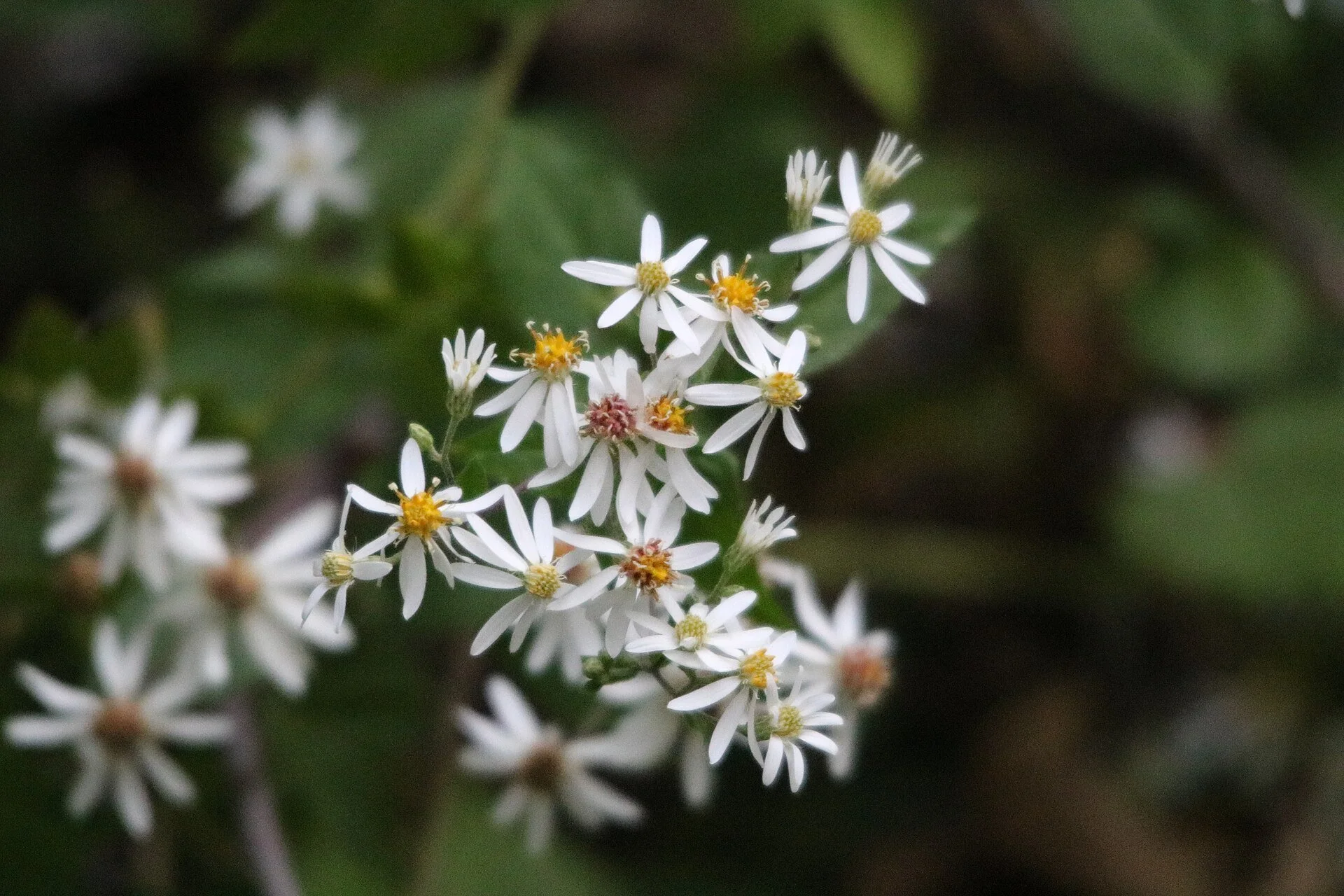 Whit wood aster.jpg