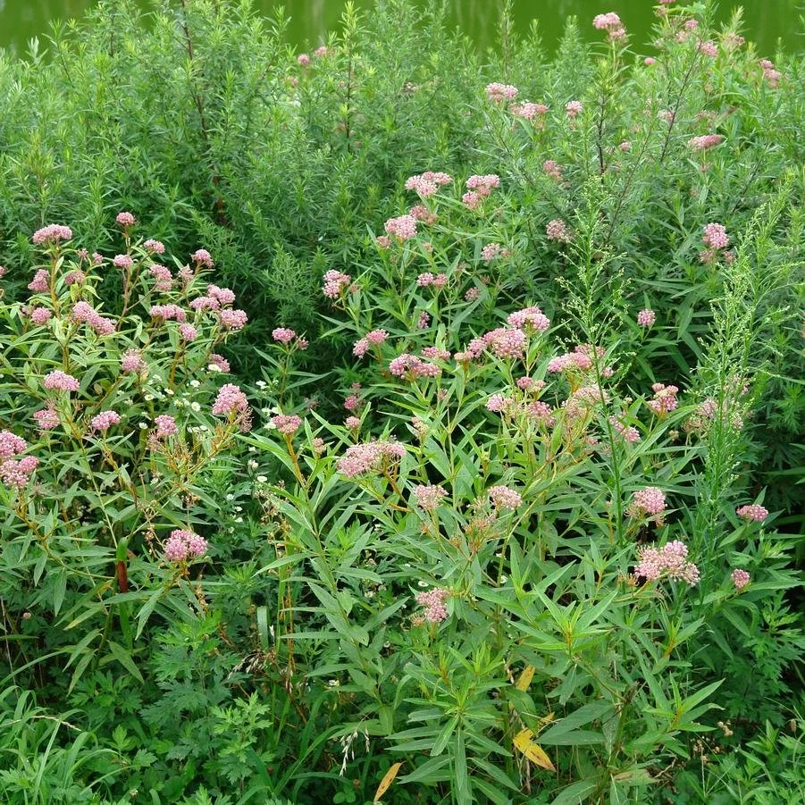 swamp milkweed 2.jpg