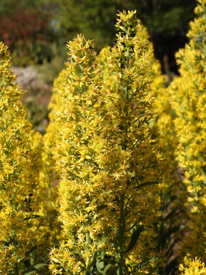 Showy Goldenrod.jpeg