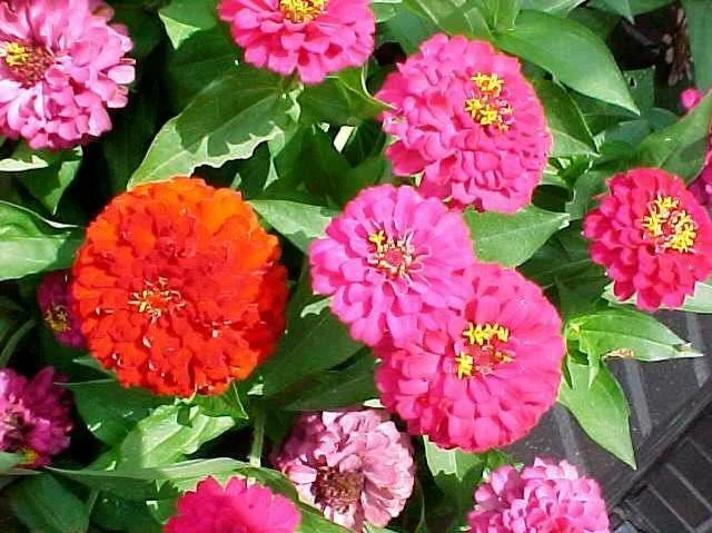 zinnia.jpg