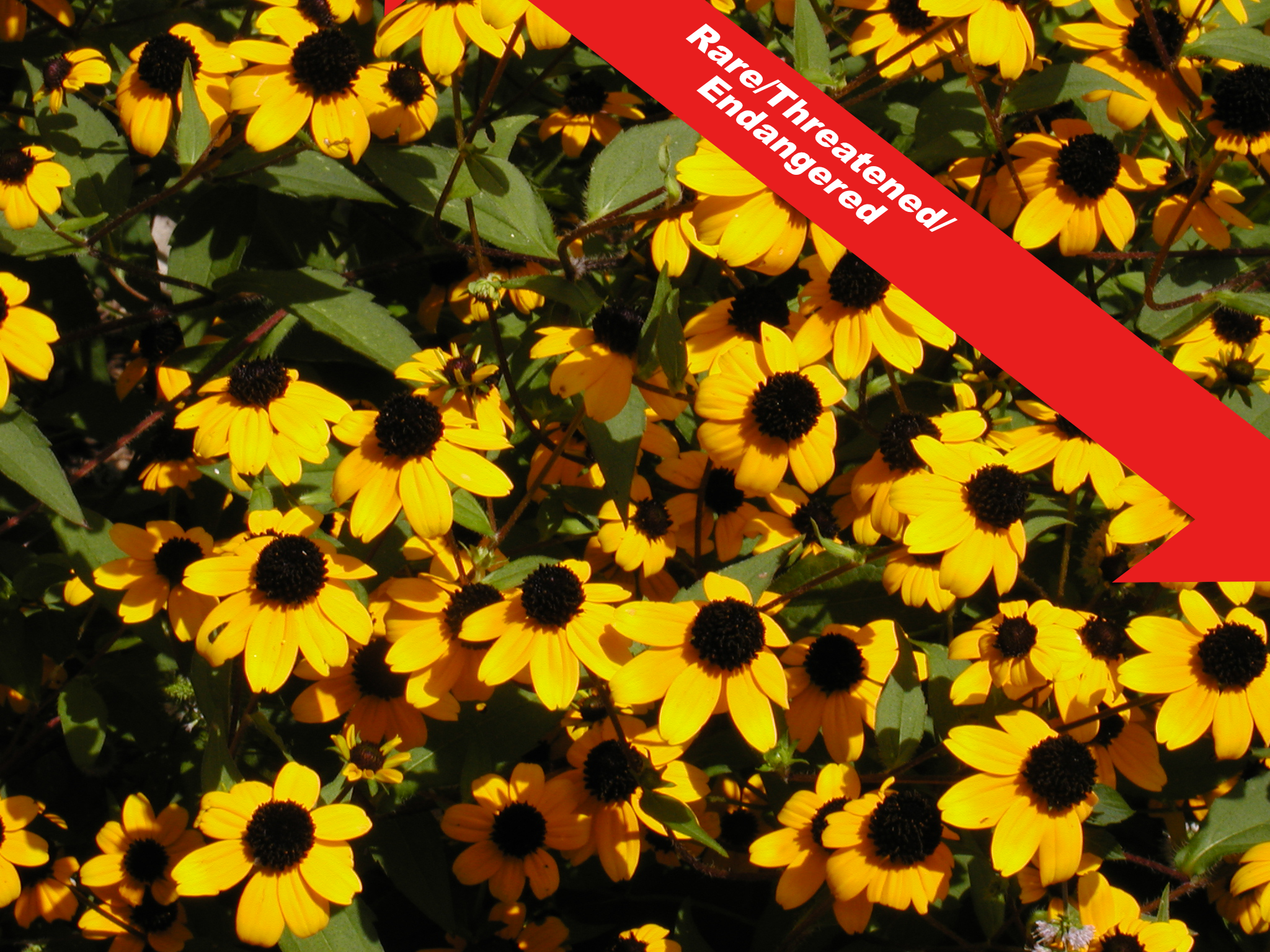 brown-eyed Susan