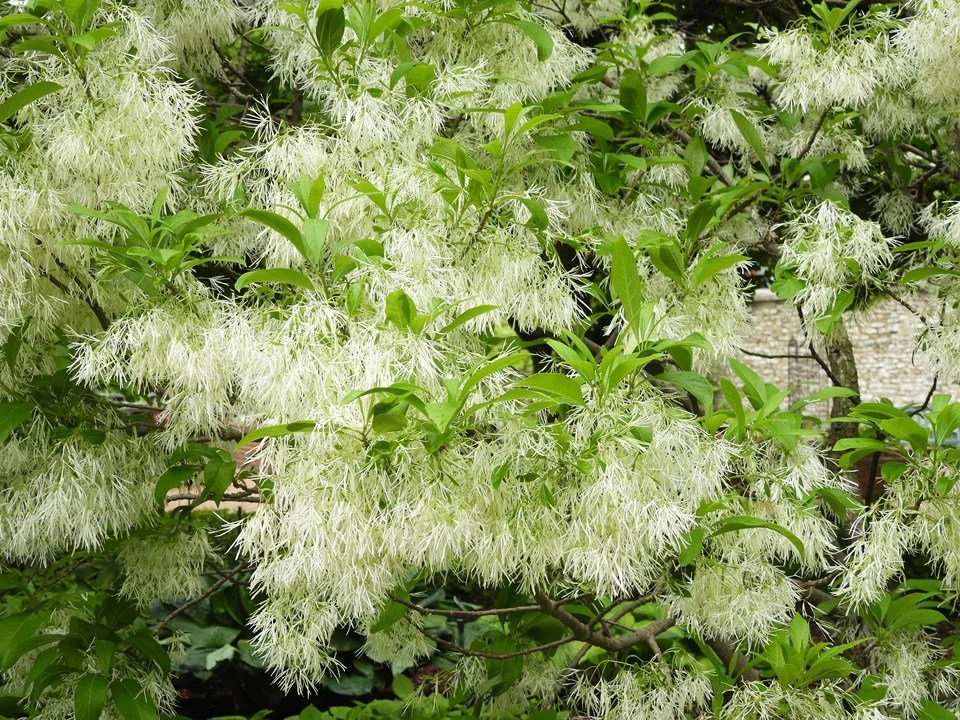 fringe tree.jpeg
