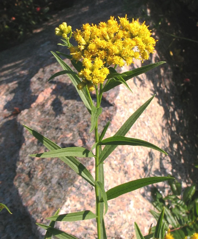 flat-top goldenrod