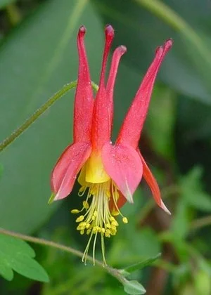 Wild Columbine.jpg