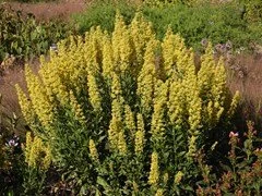 showy goldenrod 2.jpeg