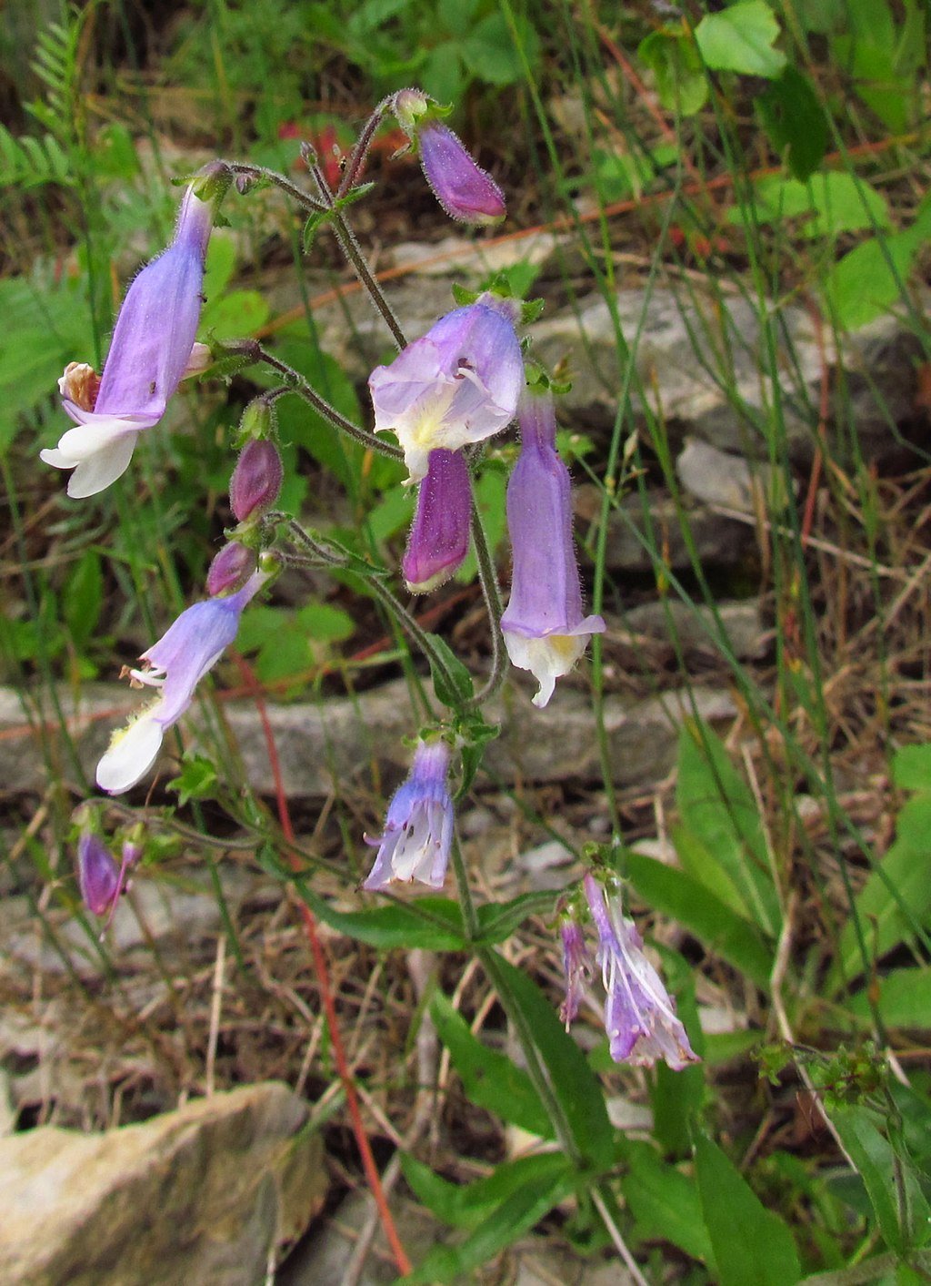 Hairy Beardtongue