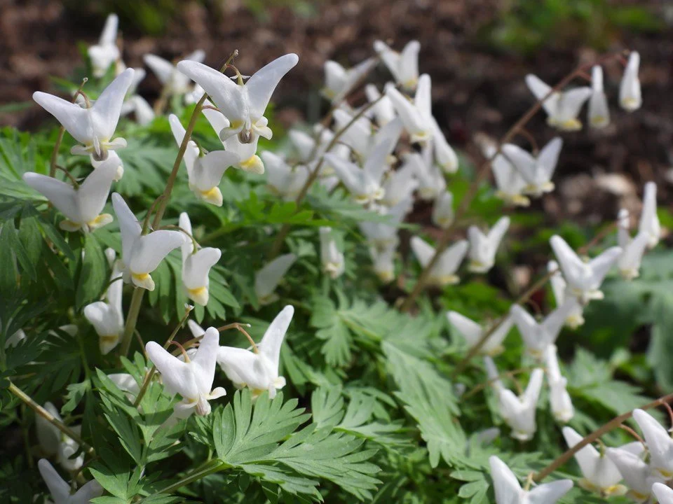 dutchman breeches.jpeg