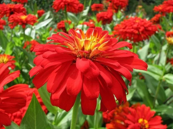 zinnia