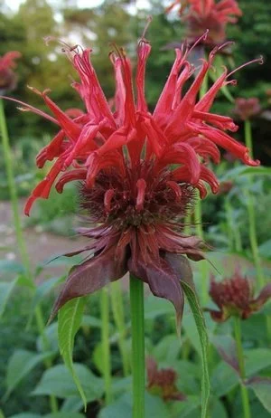 scarlet+beebalm.jpeg