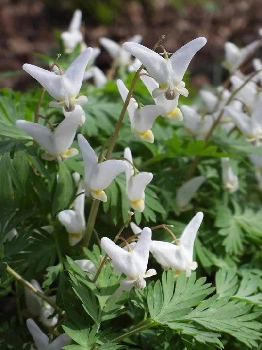 Dutchman's Breeches