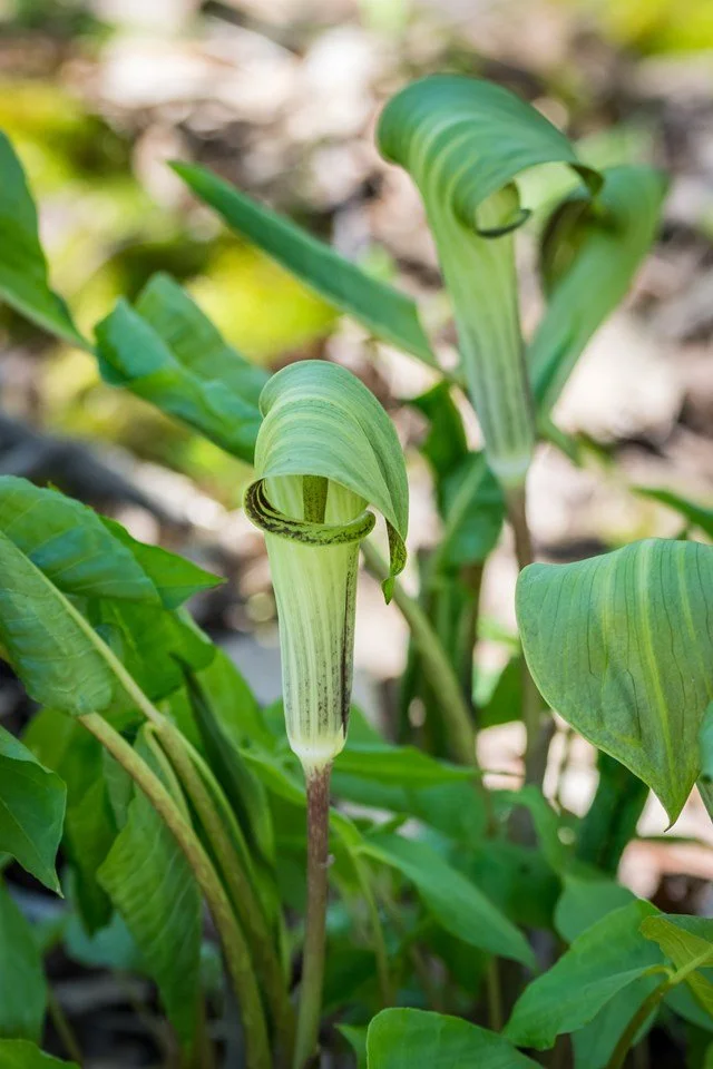 jack in the pulpit.jpg