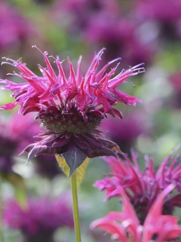 beebalm 'Judith's Fancy Fuchsia'