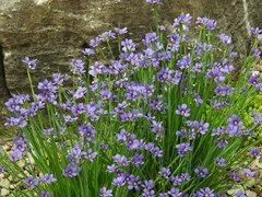 blue-eyed grass