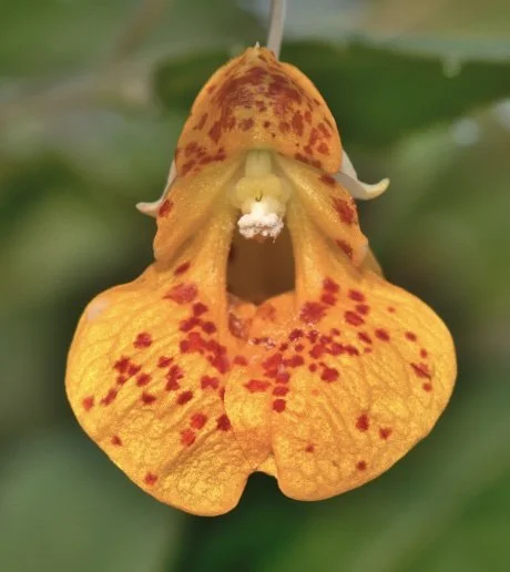 jewelweed up close.jpg