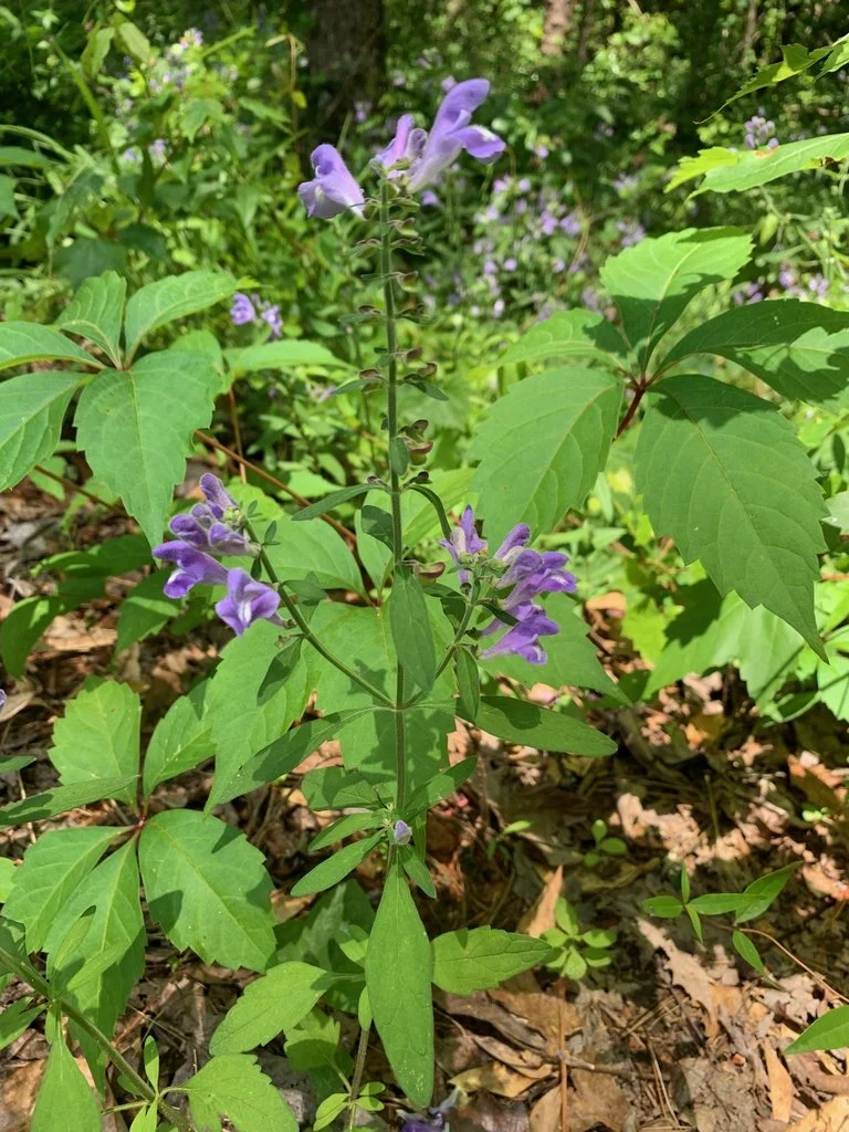 skullcap whole plant.jpg