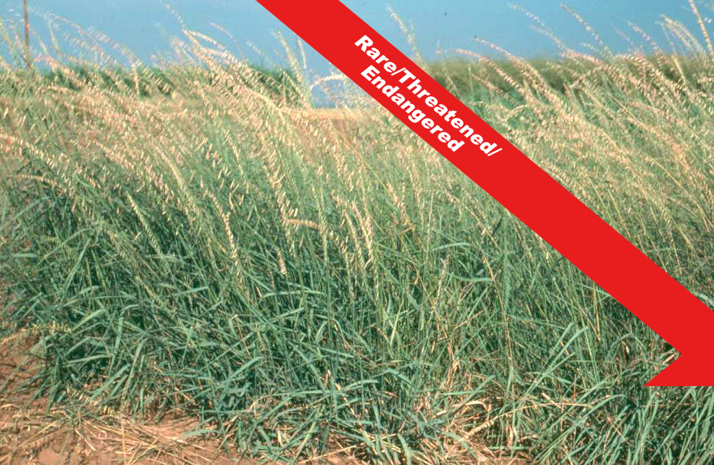 Side oats gramma grass