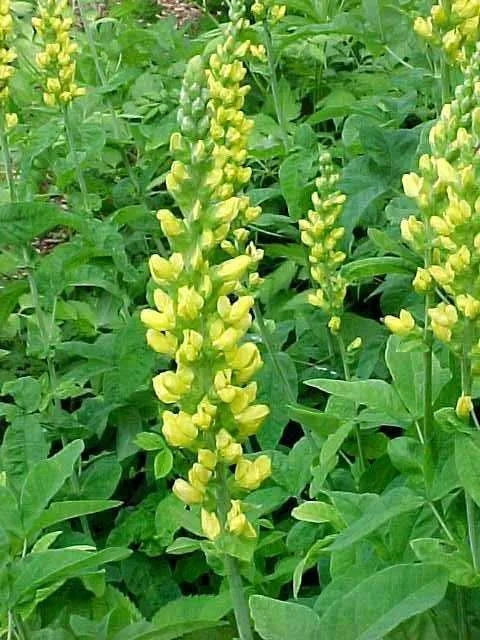 blue ridge buckbean.jpg