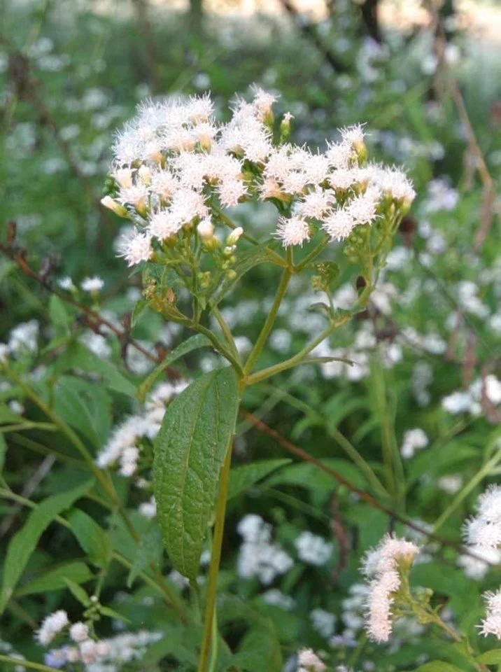 white snakeroot