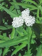 White Swamp Milkweed