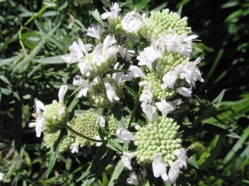 hairy mountain mint.jpg
