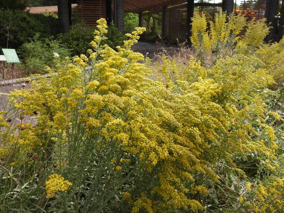 Gray goldenrod 2.jpeg