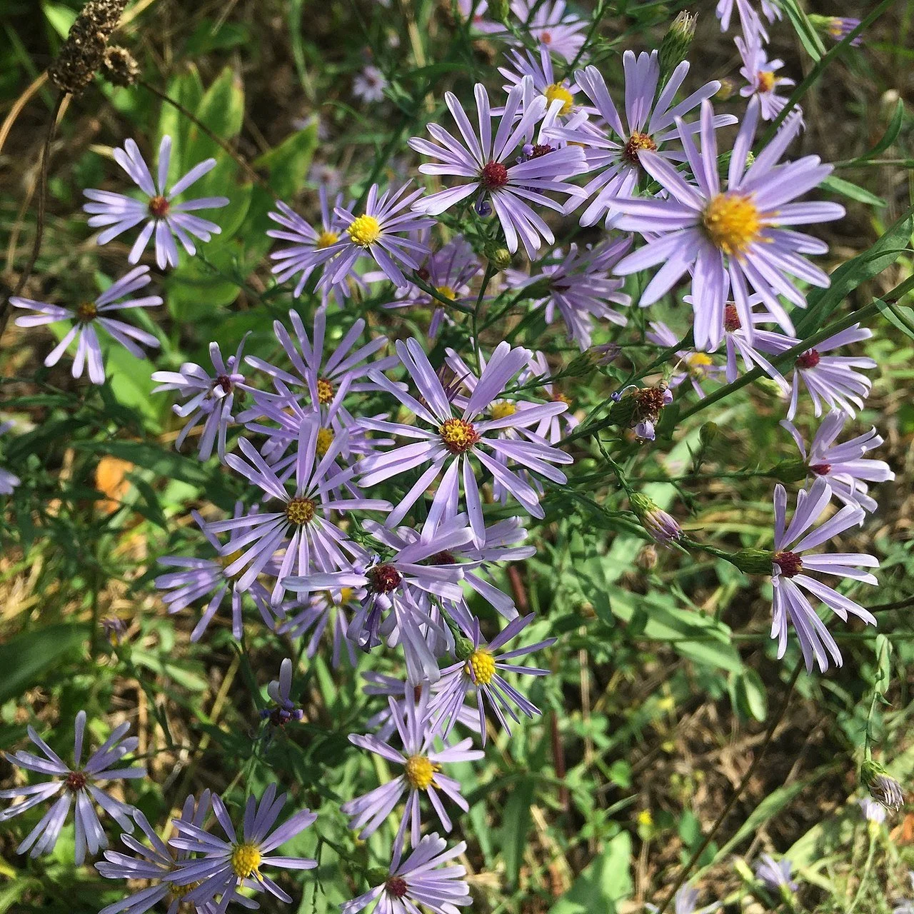 smooth aster.jpg