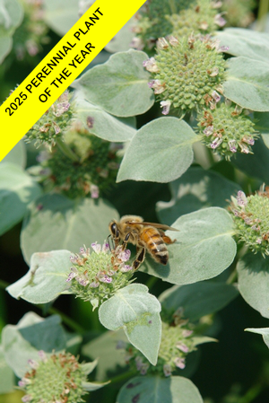 Clustered montain mint  W:label.png