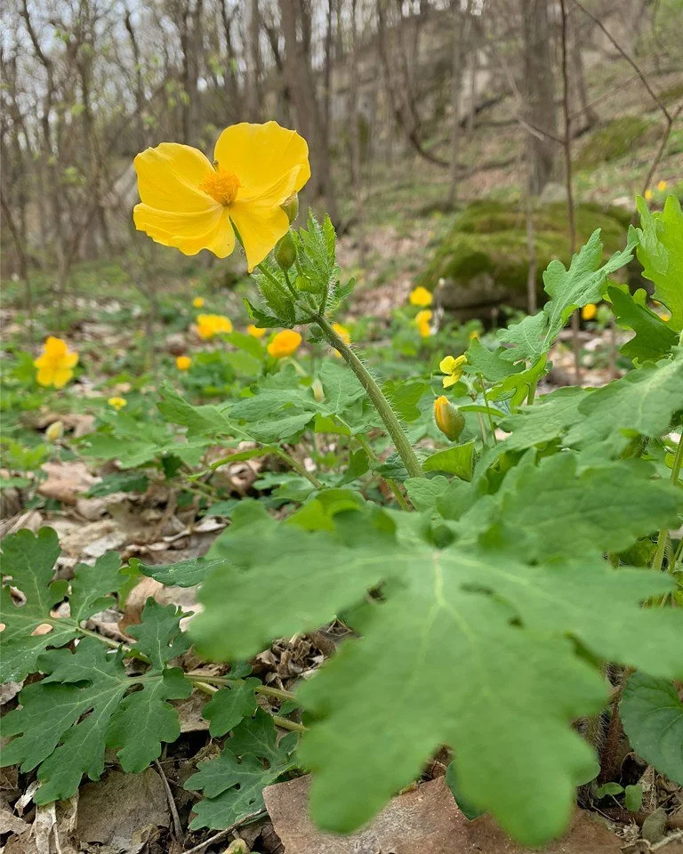 wood poppy.jpeg
