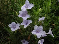 fringleaf wild petunia.jpeg