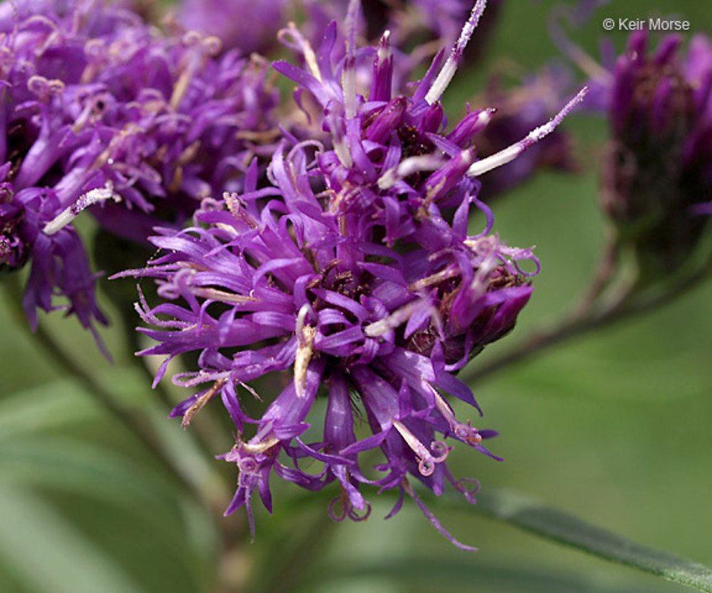 Prairie Ironweed