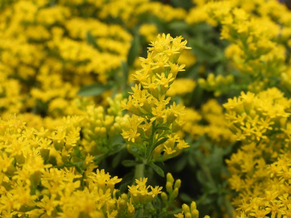Gray goldenrod.jpeg