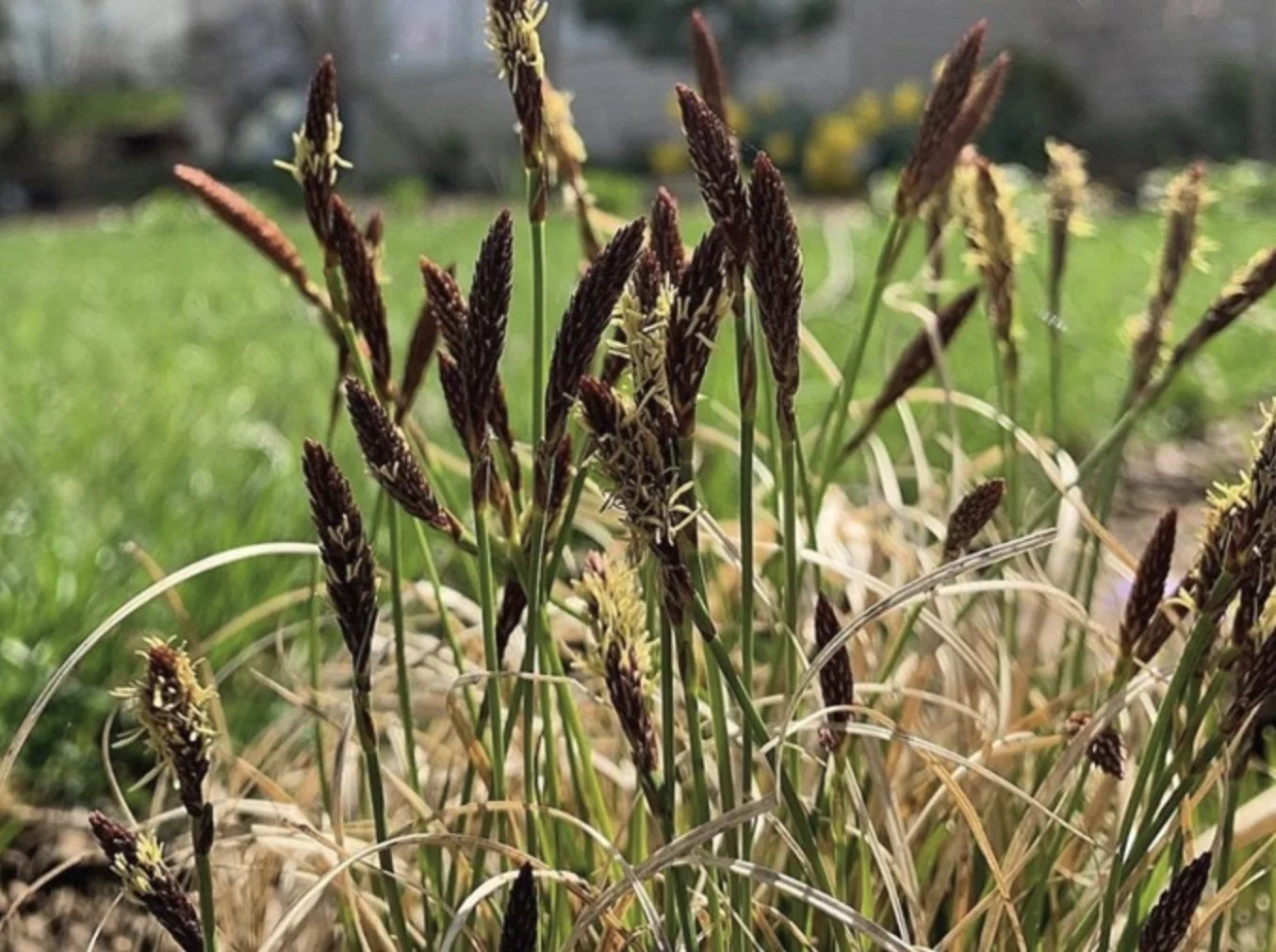 white-tinged sedge closeup.jpg