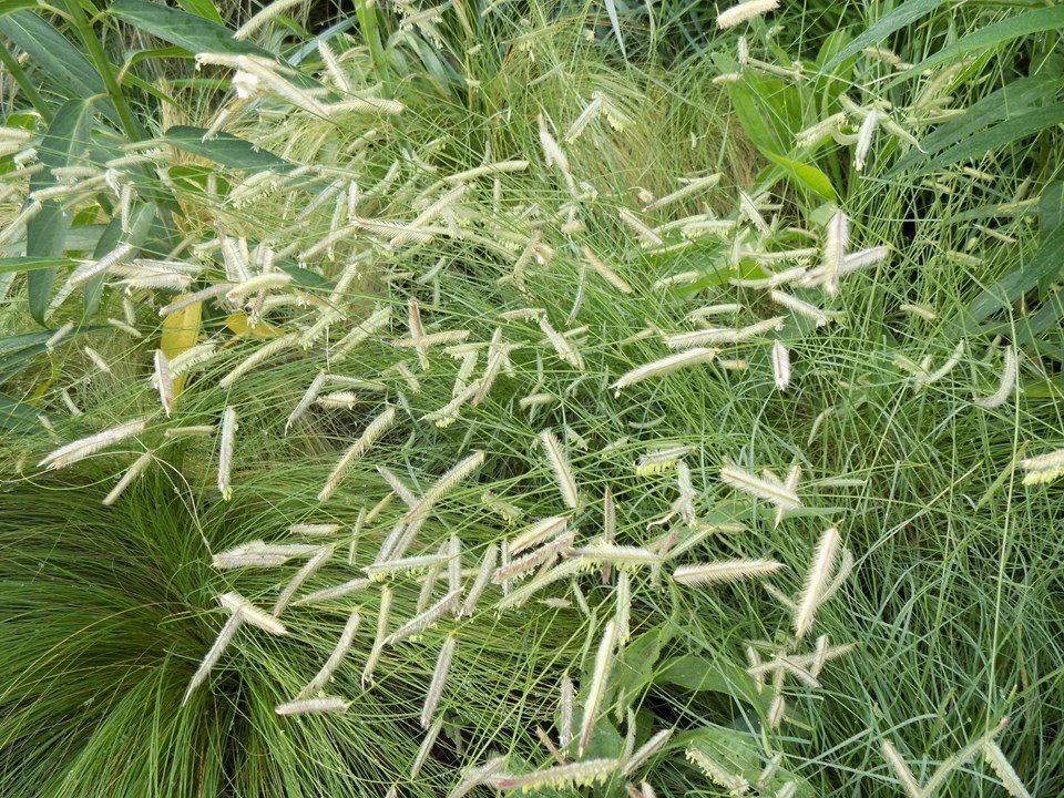 blue grama grass