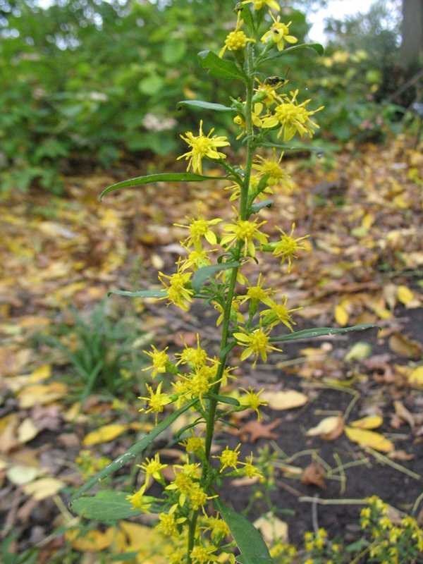 zigzag goldenrod.jpeg