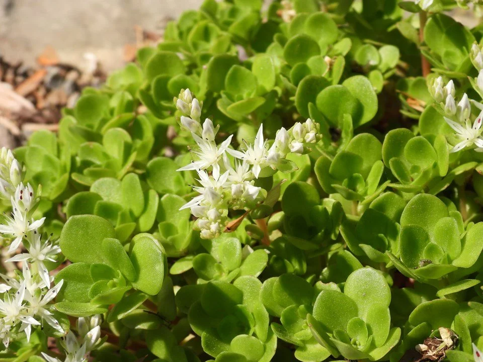 Stonecrop.jpeg