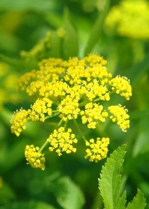 Golden Alexanders.jpg