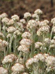 Field pussytoes.jpeg