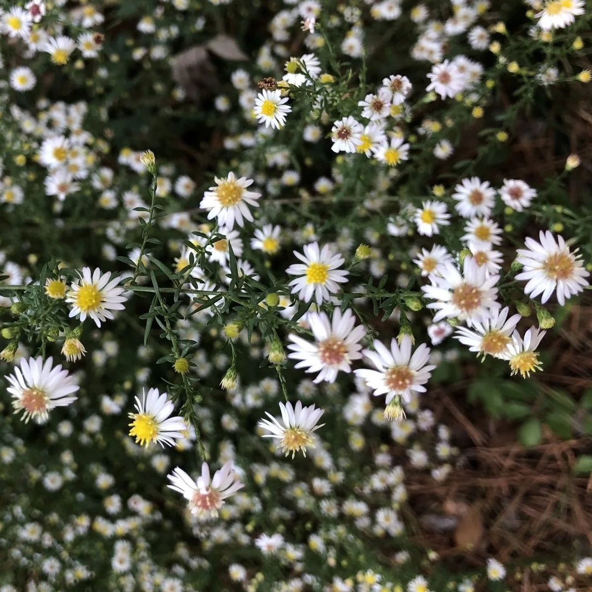 Smooth White Oldfield Aster