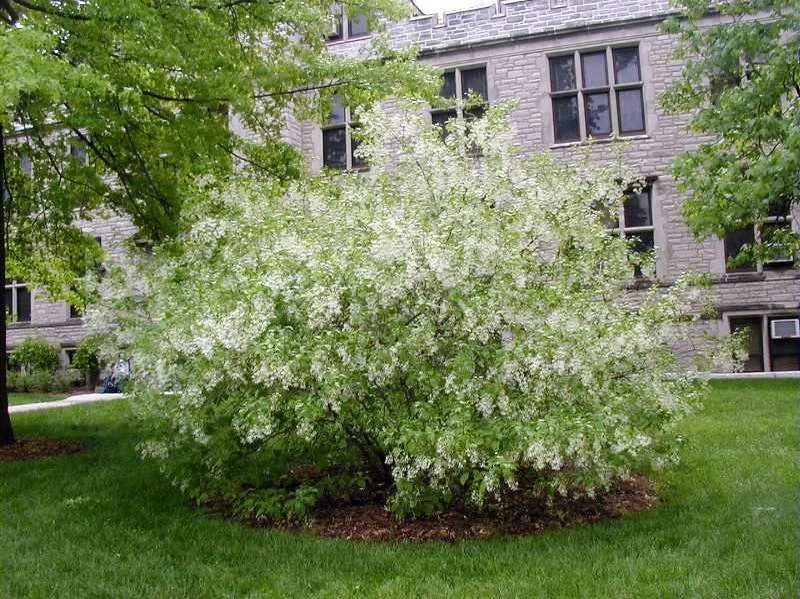fringe tree.jpg
