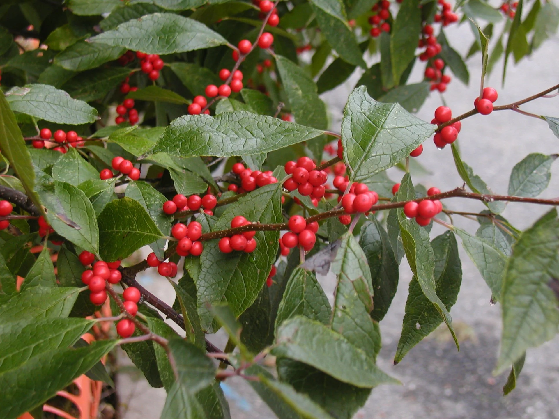 winterberry berries.JPG