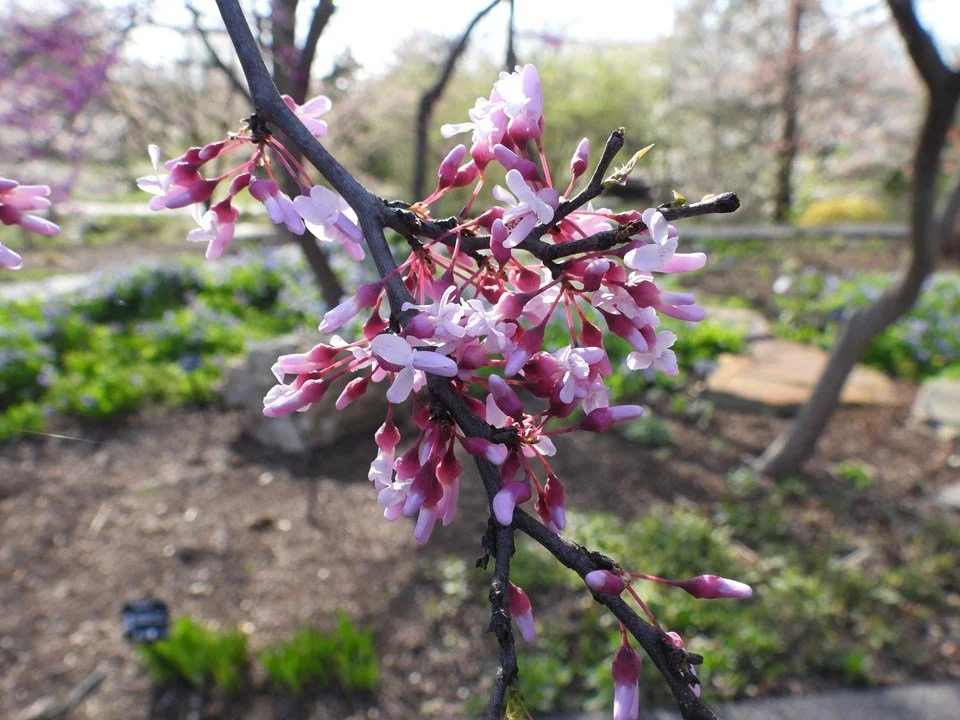 eastern redbud flower.jpeg